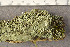  (Cladonia digitata - O-L-190186)  @11 [ ] CreativeCommons - Attribution Non-Commercial (2015) Trude Magnussen Natural History Museum, University of Oslo, Norway