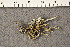  ( - O-L-194209)  @11 [ ] CreativeCommons - Attribution Non-Commercial (2015) Trude Magnussen Natural History Museum, University of Oslo, Norway