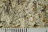  ( - O-L-194384)  @11 [ ] by-nc (2020) Einar Timdal Natural History Museum, University of Oslo, Norway
