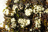  (Cladonia luteoalba - O-L-195657)  @11 [ ] CreativeCommons - Attribution Non-Commercial (2015) Einar Timdal Natural History Museum, University of Oslo, Norway