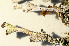  ( - O-L-195659)  @11 [ ] CreativeCommons - Attribution Non-Commercial (2015) Einar Timdal Natural History Museum, University of Oslo, Norway