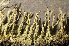  ( - O-L-195679)  @11 [ ] CreativeCommons - Attribution Non-Commercial (2015) Einar Timdal Natural History Museum, University of Oslo, Norway