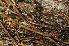  ( - O-L-195688)  @11 [ ] CreativeCommons - Attribution Non-Commercial (2015) Einar Timdal Natural History Museum, University of Oslo, Norway