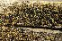  ( - O-L-195690)  @11 [ ] CreativeCommons - Attribution Non-Commercial (2015) Einar Timdal Natural History Museum, University of Oslo, Norway