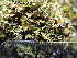  (Cladonia subcervicornis - O-L-196028)  @11 [ ] CreativeCommons - Attribution Non-Commercial (2017) Reidar Haugan University of Oslo, Natural History Museum