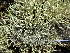  (Cladonia zopfii - O-L-196044)  @11 [ ] CreativeCommons - Attribution Non-Commercial (2017) Reidar Haugan University of Oslo, Natural History Museum
