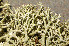  ( - O-L-196234)  @11 [ ] CreativeCommons - Attribution Non-Commercial (2015) Einar Timdal Natural History Museum, University of Oslo, Norway