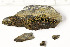  (Peltula euploca - O-L-197859)  @11 [ ] CreativeCommons - Attribution Non-Commercial (2015) Trude Magnussen Natural History Museum, University of Oslo, Norway