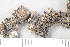  ( - O-L-197995)  @11 [ ] by-nc (2020) Einar Timdal Natural History Museum, University of Oslo, Norway