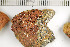  ( - O-L-198009)  @11 [ ] CreativeCommons - Attribution Non-Commercial (2016) Einar Timdal University of Oslo, Natural History Museum
