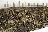  ( - O-L-198025)  @11 [ ] CreativeCommons - Attribution Non-Commercial (2016) Einar Timdal University of Oslo, Natural History Museum