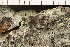  (Rinodina degeliana - O-L-198096)  @11 [ ] CreativeCommons - Attribution Non-Commercial (2019) Gunnhild Marthinsen University of Oslo, Natural History Museum