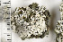  ( - O-L-198386)  @11 [ ] CreativeCommons - Attribution Non-Commercial (2016) Einar Timdal University of Oslo, Natural History Museum