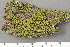  ( - O-L-198581)  @11 [ ] by-nc (2020) Einar Timdal Natural History Museum, University of Oslo, Norway