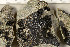  ( - O-L-198887)  @11 [ ] CreativeCommons - Attribution Non-Commercial (2016) Trude Magnussen University of Oslo, Natural History Museum