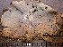  ( - O-L-198937)  @11 [ ] CreativeCommons - Attribution Non-Commercial (2016) Einar Timdal University of Oslo, Natural History Museum