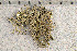  ( - O-L-199709)  @11 [ ] CreativeCommons - Attribution Non-Commercial (2016) Einar Timdal University of Oslo, Natural History Museum
