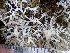  ( - O-L-199982)  @11 [ ] CreativeCommons - Attribution Non-Commercial (2015) Einar Timdal Natural History Museum, University of Oslo, Norway