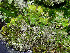  ( - O-L-200810)  @11 [ ] CreativeCommons - Attribution Non-Commercial (2016) Einar Timdal University of Oslo, Natural History Museum