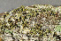  ( - O-L-200837)  @11 [ ] CreativeCommons - Attribution Non-Commercial (2016) Einar Timdal University of Oslo, Natural History Museum