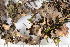  ( - O-L-200852)  @11 [ ] CreativeCommons - Attribution Non-Commercial (2016) Einar Timdal University of Oslo, Natural History Museum