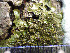  ( - O-L-200853)  @11 [ ] CreativeCommons - Attribution Non-Commercial (2016) Einar Timdal University of Oslo, Natural History Museum