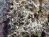  ( - O-L-200872)  @11 [ ] CreativeCommons - Attribution Non-Commercial (2016) Einar Timdal University of Oslo, Natural History Museum