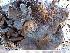  ( - O-L-200892)  @11 [ ] CreativeCommons - Attribution Non-Commercial (2016) Einar Timdal University of Oslo, Natural History Museum