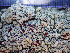  ( - O-L-200897)  @11 [ ] CreativeCommons - Attribution Non-Commercial (2016) Einar Timdal University of Oslo, Natural History Museum