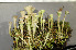 ( - O-L-200909)  @11 [ ] CreativeCommons - Attribution Non-Commercial (2016) Einar Timdal University of Oslo, Natural History Museum