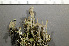  ( - O-L-200911)  @11 [ ] CreativeCommons - Attribution Non-Commercial (2016) Einar Timdal University of Oslo, Natural History Museum