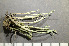  ( - O-L-200913)  @11 [ ] CreativeCommons - Attribution Non-Commercial (2016) Einar Timdal University of Oslo, Natural History Museum