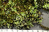  (Cladonia caespiticia - O-L-200916)  @11 [ ] CreativeCommons - Attribution Non-Commercial (2016) Einar Timdal University of Oslo, Natural History Museum