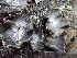  ( - O-L-200930)  @11 [ ] CreativeCommons - Attribution Non-Commercial (2016) Einar Timdal University of Oslo, Natural History Museum