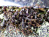  ( - O-L-200934)  @11 [ ] CreativeCommons - Attribution Non-Commercial (2016) Einar Timdal University of Oslo, Natural History Museum