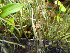  (Cladonia maxima - O-L-201253)  @11 [ ] CreativeCommons - Attribution Non-Commercial (2016) Mika Bendiksby University of Oslo, Natural History Museum