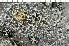  ( - O-L-201275)  @11 [ ] CreativeCommons - Attribution Non-Commercial (2016) Einar Timdal University of Oslo, Natural History Museum