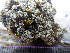  (Pycnothelia - O-L-201299)  @11 [ ] CreativeCommons - Attribution Non-Commercial (2016) Mika Bendiksby University of Oslo, Natural History Museum