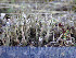  (Cladonia fimbriata - O-L-201337)  @11 [ ] CreativeCommons - Attribution Non-Commercial (2016) Einar Timdal University of Oslo, Natural History Museum