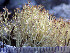  ( - O-L-201340)  @11 [ ] CreativeCommons - Attribution Non-Commercial (2016) Einar Timdal University of Oslo, Natural History Museum