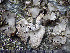  ( - O-L-201350)  @11 [ ] CreativeCommons - Attribution Non-Commercial (2016) Einar Timdal University of Oslo, Natural History Museum