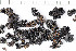  (Acarospora sp. ET01 - O-L-201384)  @11 [ ] CreativeCommons - Attribution Non-Commercial (2016) Kristine Dobbe University of Oslo, Natural History Museum