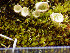  ( - O-L-203282)  @11 [ ] CreativeCommons - Attribution Non-Commercial (2016) Siri Rui University of Oslo, Natural History Museum