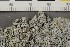  ( - O-L-206447)  @11 [ ] CreativeCommons - Attribution Non-Commercial Share-Alike (2017) Unspecified Natural History Museum, University of Oslo, Norway