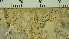  ( - O-L-206774)  @11 [ ] CreativeCommons - Attribution Non-Commercial Share-Alike (2017) Unspecified Natural History Museum, University of Oslo, Norway