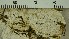  (Eopyrenula septemseptata - O-L-206776)  @11 [ ] CreativeCommons - Attribution Non-Commercial Share-Alike (2017) Unspecified Natural History Museum, University of Oslo, Norway
