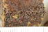  ( - O-L-224490)  @11 [ ] by-nc (2023) Einar Timdal Natural History Museum, University of Oslo, Norway