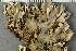  ( - O-L-229280)  @11 [ ] by-nc (2022) Einar Timdal University of Oslo, Natural History Museum