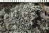  ( - O-L-238958)  @11 [ ] by-nc (2023) Einar Timdal University of Oslo, Natural History Museum