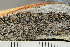  ( - O-L-239033)  @11 [ ] by-nc (2023) Einar Timdal University of Oslo, Natural History Museum